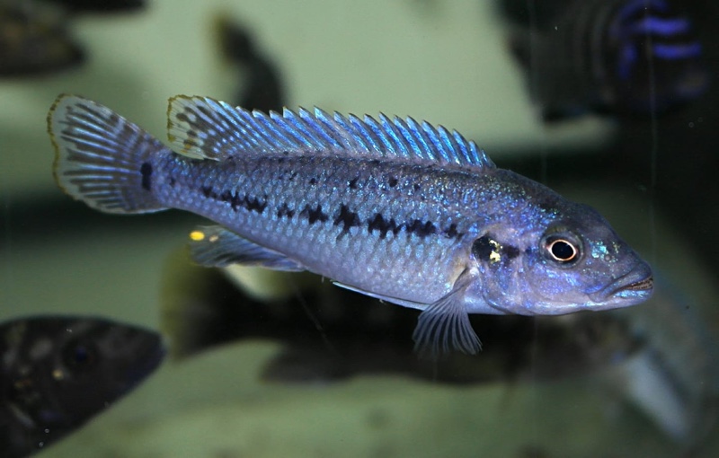Pseudotropheus benetos 'Magunga'